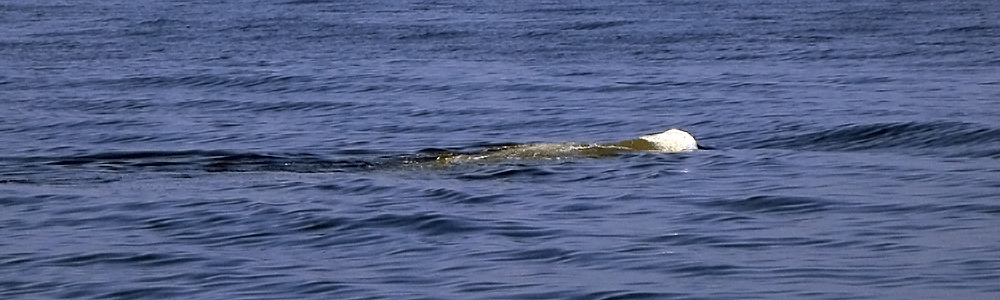 sperm whale white